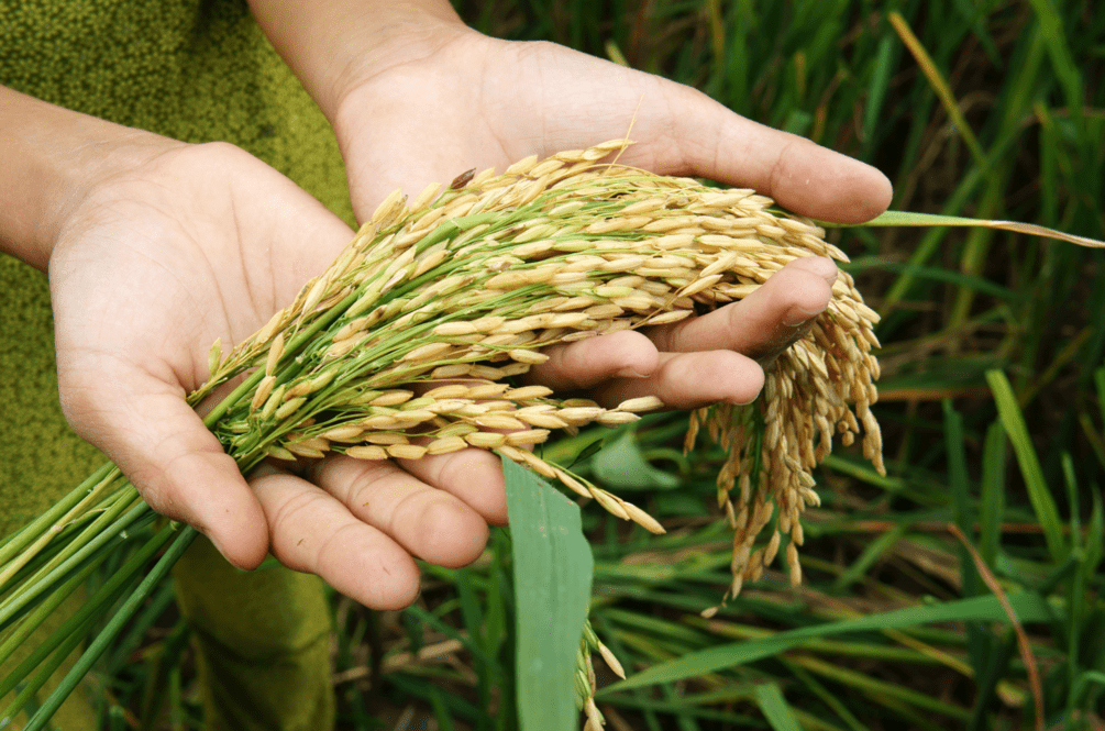 organic rice noodles